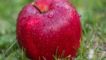 Richard apples grown naturally at Deepak Orchard in Himachal Pradesh