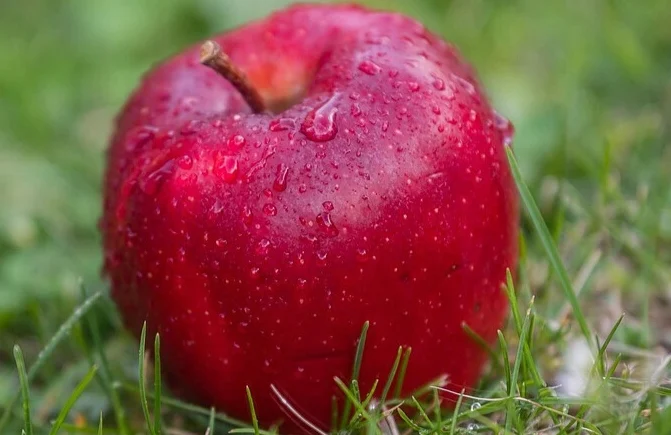 Richard apples grown naturally at Deepak Orchard in Himachal Pradesh