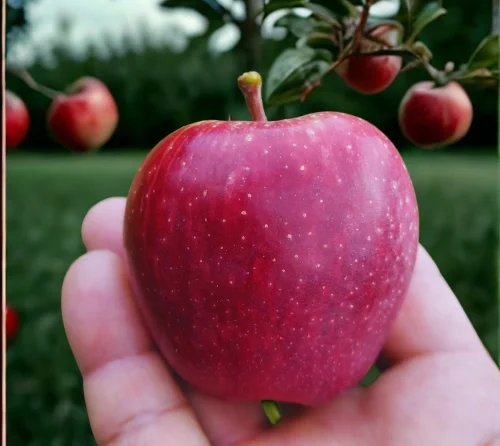 Royal Delicious apples freshly harvested from Himachal orchard