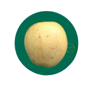 Golden Delicious apples grown naturally at Deepak Orchard in Himachal Pradesh