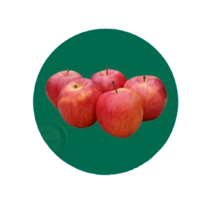 Red and yellow Gala apples grown naturally at Deepak Orchard in Himachal Pradesh