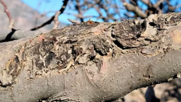 Canker disease symptoms on fruit tree branch showing cracked and damaged bark