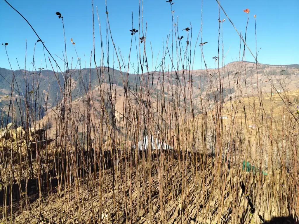 Nursary plants growing in open field nursery at Deepak Orchard