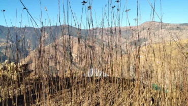 Nursary plants growing in open field nursery at Deepak Orchard