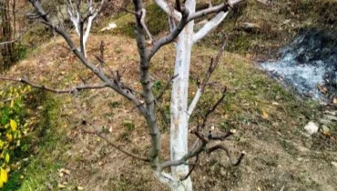 Plant care practices for healthy growth