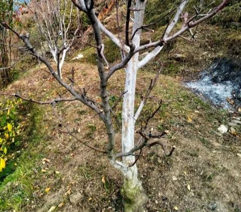 Plant care practices for healthy growth