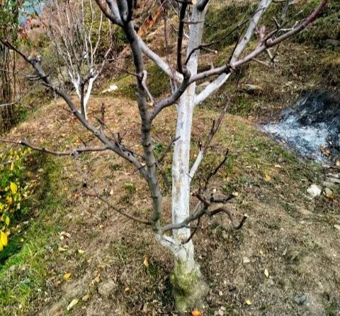 Plant care practices for healthy growth