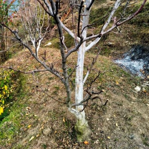 Plant care practices for healthy growth