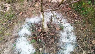 Essential root nutrition for healthy plant growth