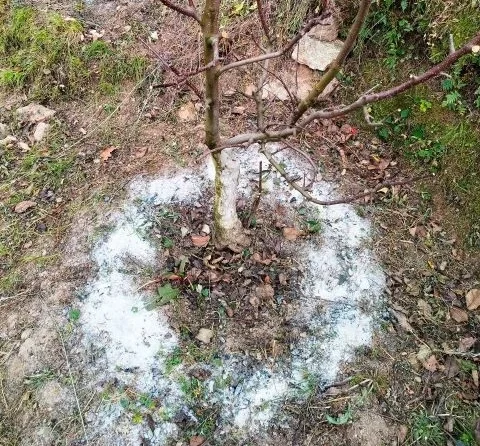 Essential root nutrition for healthy plant growth