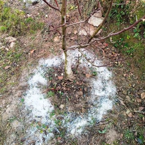 Essential root nutrition for healthy plant growth