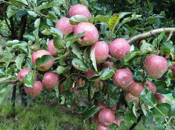 Royal Delicious apples growing on tree in Himalayan orchard