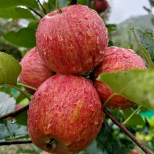 Fresh Striped Royal Apple on tree with water droplets in Himalayan orchard