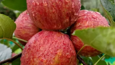 Fresh Striped Royal Apple on tree with water droplets in Himalayan orchard