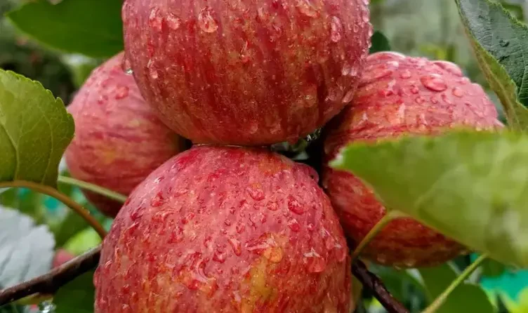Fresh Striped Royal Apple on tree with water droplets in Himalayan orchard
