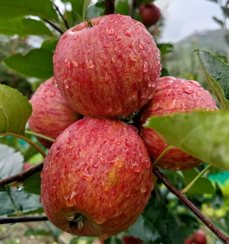 Fresh Striped Royal Apple on tree with water droplets in Himalayan orchard
