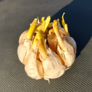 Fresh garlic bulbs with natural aroma and clean white cloves