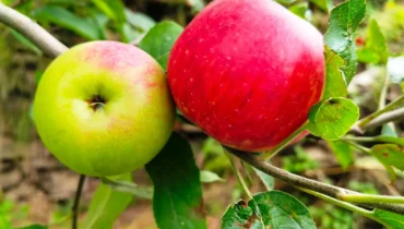 Titman apple tree growing in a Himalayan orchard in Himachal Pradesh