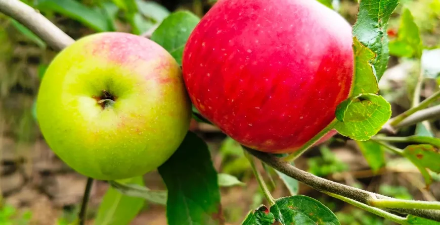 Titman apple tree growing in a Himalayan orchard in Himachal Pradesh