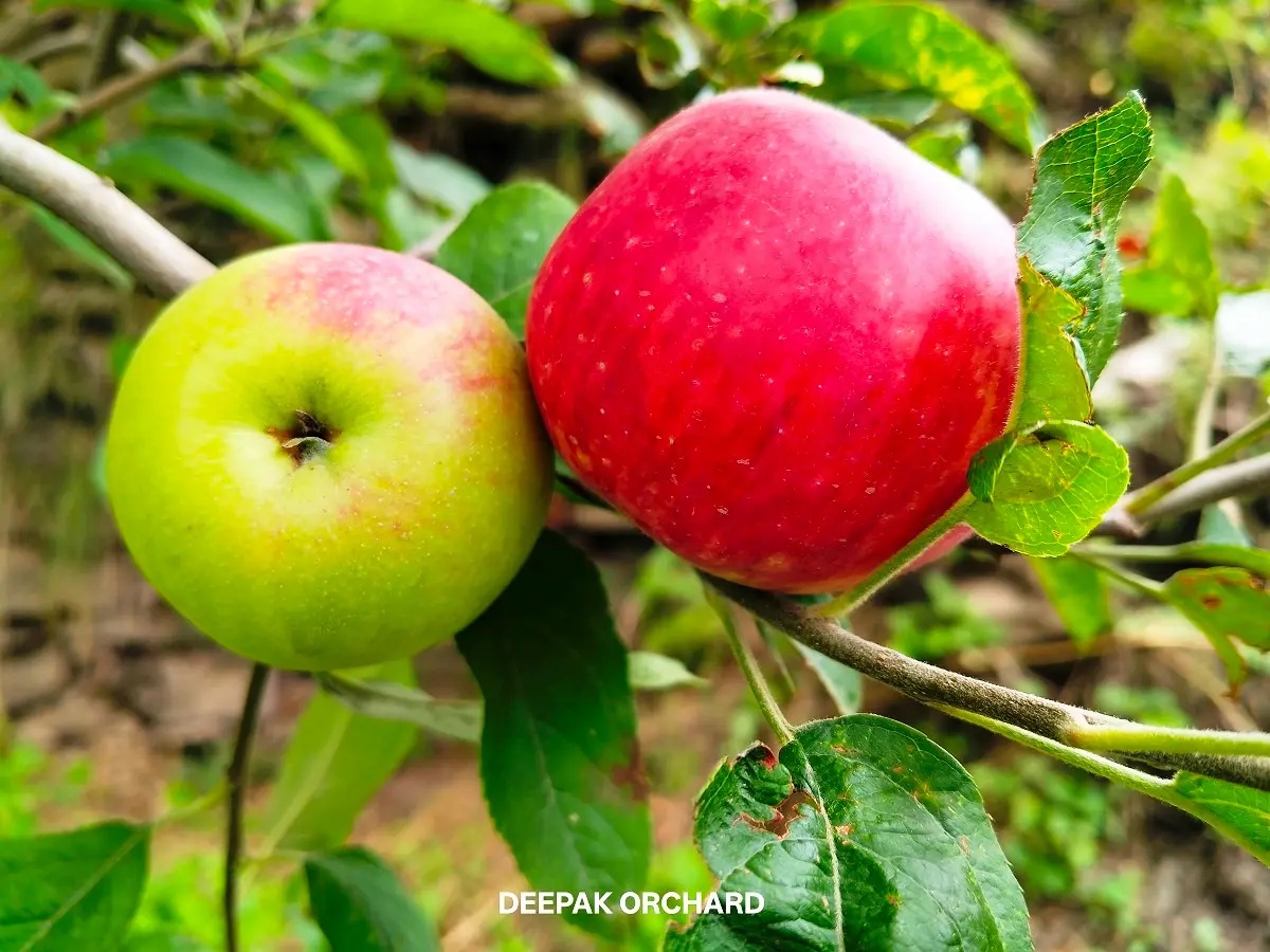 Titman apple tree growing in a Himalayan orchard in Himachal Pradesh